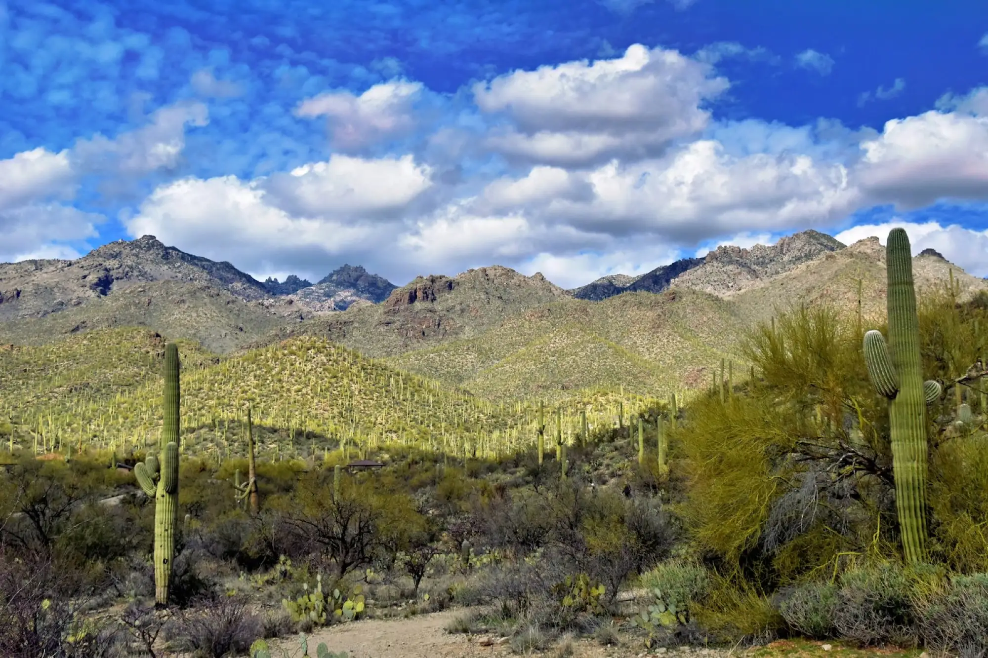 Sonoran desert and mountains near Tucson